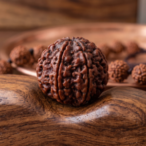 Chah Mukhi Rudraksha (6 Face)