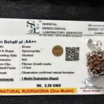 1 Mukhi Rudraksha Jabalpur